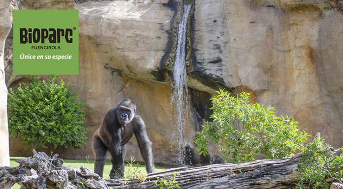 animales en bioparc fuengirola