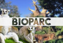 que saber antes de ir a bioparc