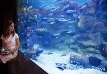 actividades acuario donosti