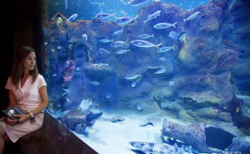 actividades acuario donosti