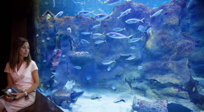 actividades acuario donosti