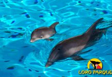 Loro Parque delfines