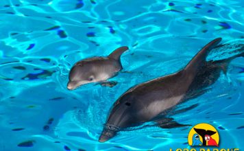 Loro Parque delfines