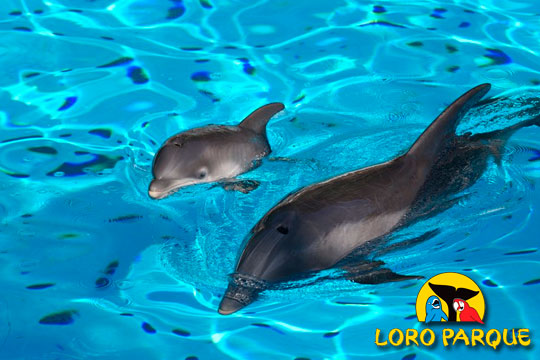 Loro Parque delfines