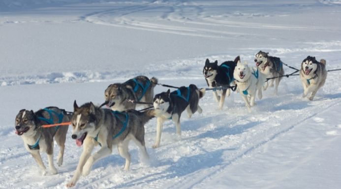 descubre el mushing