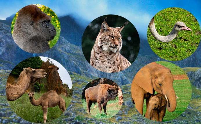 Visita al parque de la naturaleza de Cabárceno