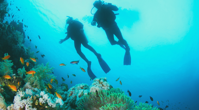 Dos personas están buceando en Tenerife, explorando el fondo del mar. Debajo de los buceadores hay varios peces pequeños de color naranja, anémonas y corales marinos.