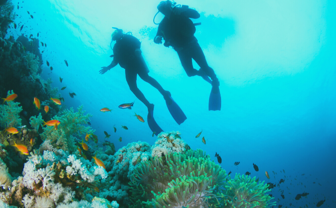 Dos personas están buceando en Tenerife, explorando el fondo del mar. Debajo de los buceadores hay varios peces pequeños de color naranja, anémonas y corales marinos.