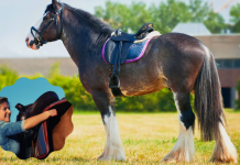 como ensillar a un caballo paso a paso