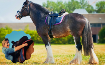 como ensillar a un caballo paso a paso